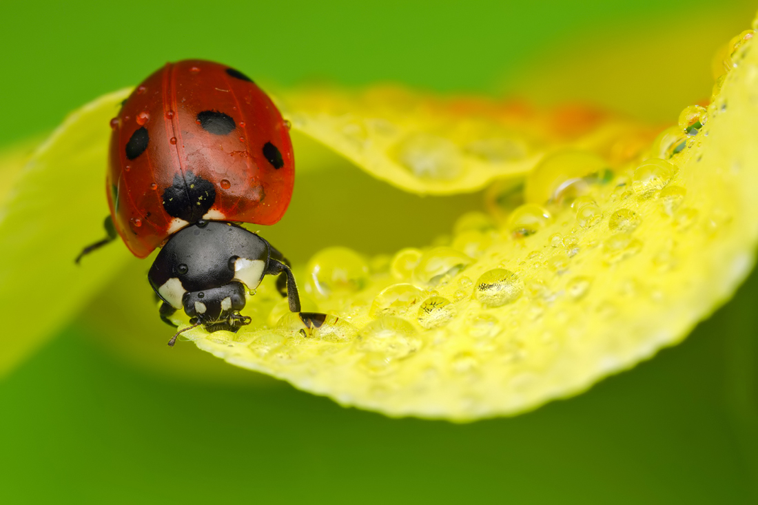 Seven Spot Ladybird 5